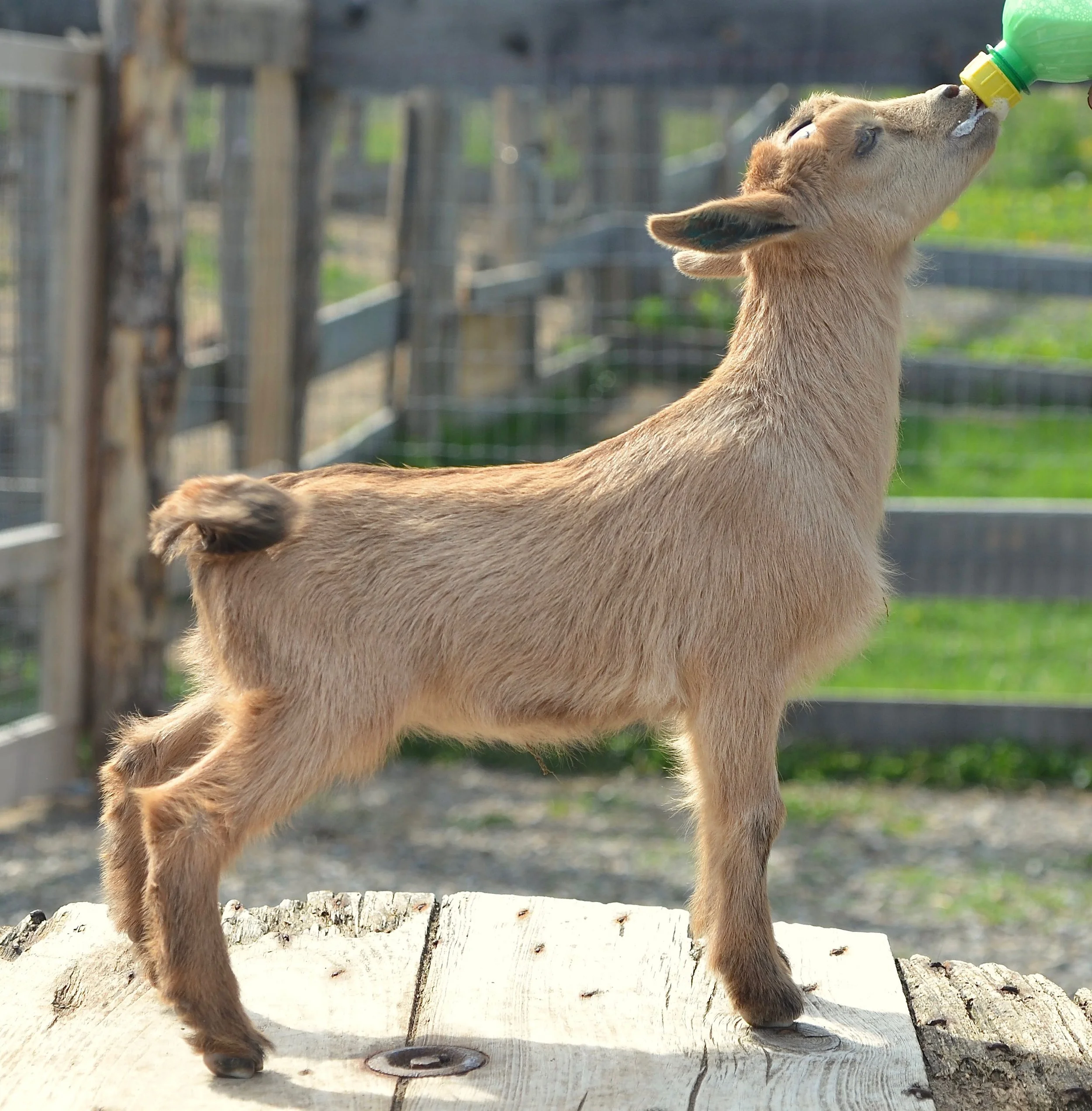 Old Mountain Farm Millet — Old Mountain Farm
